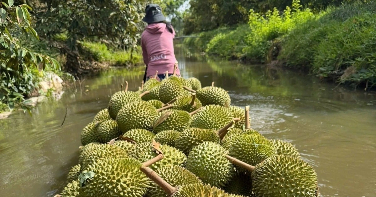 Giá sầu riêng lao dốc: Nút thắt kiểm nghiệm và bài học từ Thái Lan