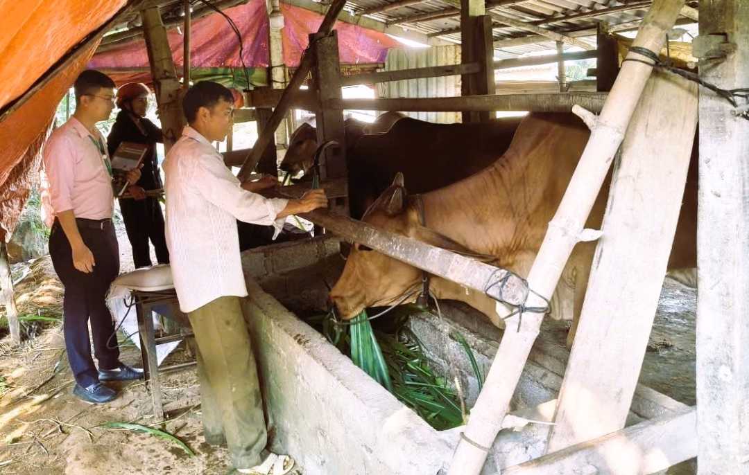 Mô hình nuôi bò sinh sản của ông Lê Hải Lưu (phải) ở thôn Đồng Lê, xã Đồng Lê, minh chứng cho hiệu quả của vốn vay ưu đãi.