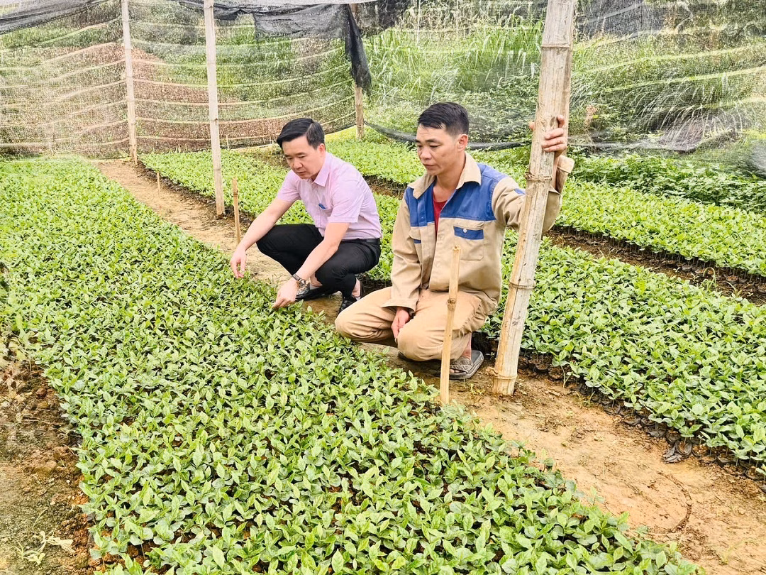 Nhiều mô hình trồng trọt hiệu quả từ đồng vốn NHCSXH
